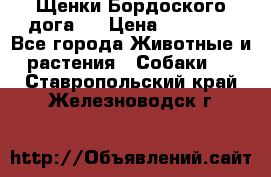 Щенки Бордоского дога.  › Цена ­ 30 000 - Все города Животные и растения » Собаки   . Ставропольский край,Железноводск г.